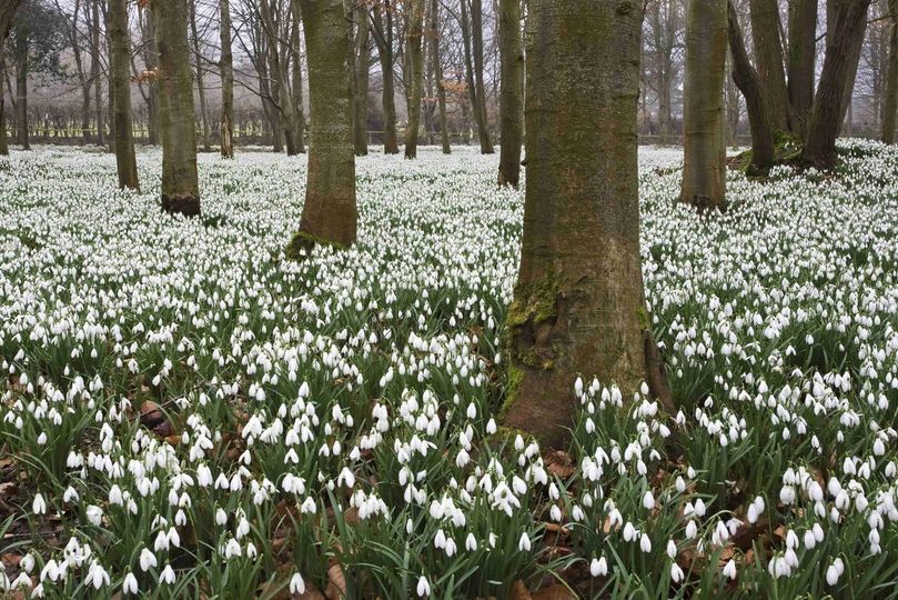 snowdrops